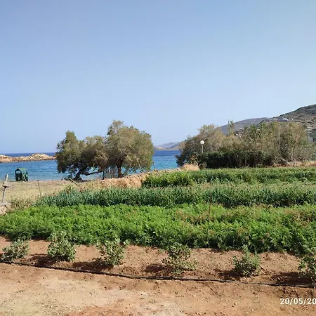 White Lotus Seaside * Kíni