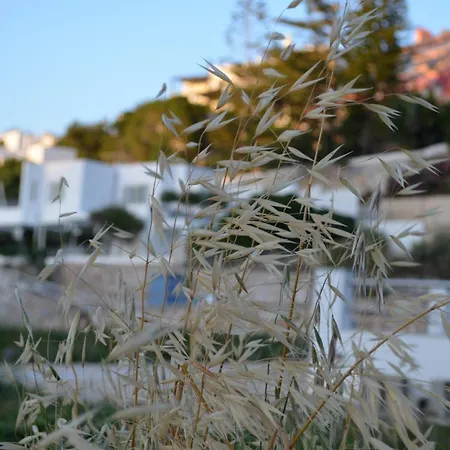 White Lotus Seaside Kíni