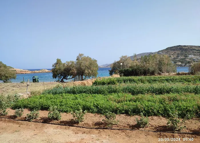 White Lotus Seaside * Kini