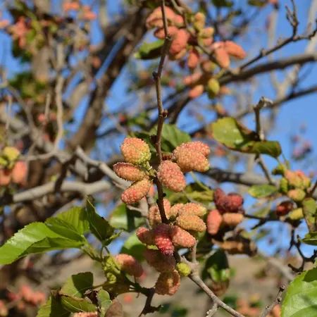 White Lotus Seaside Semesterbostad