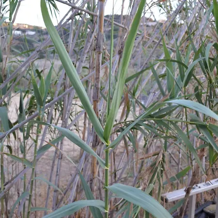 White Lotus Seaside Σπίτι διακοπών *