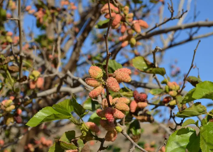 White Lotus Seaside בית נופש