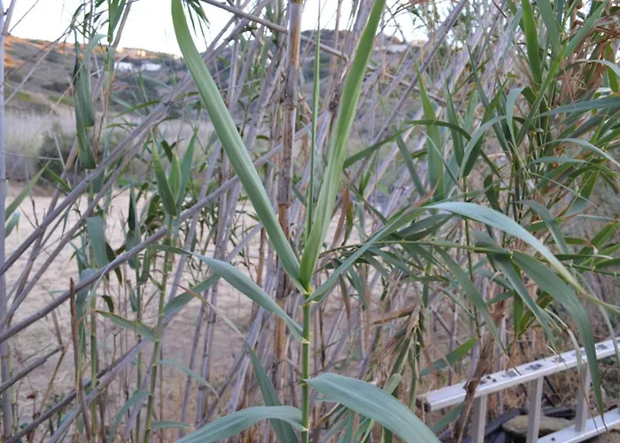 White Lotus Seaside בית נופש *